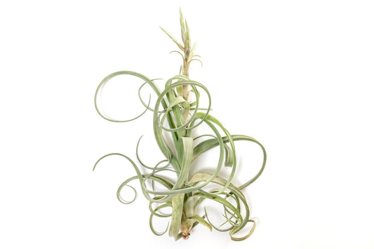 Tillandsia Curly Slim (T. Intermedia x T. Streptophylla) Air Plant - TheHardenGarden