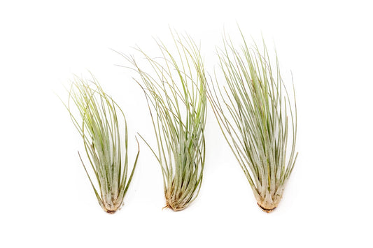 Tillandsia Juncea Air Plants - TheHardenGarden