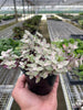 Tradescantia Callisia 'Pink Panther' - TheHardenGarden