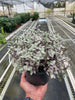 Tradescantia Callisia 'Pink Panther' - TheHardenGarden