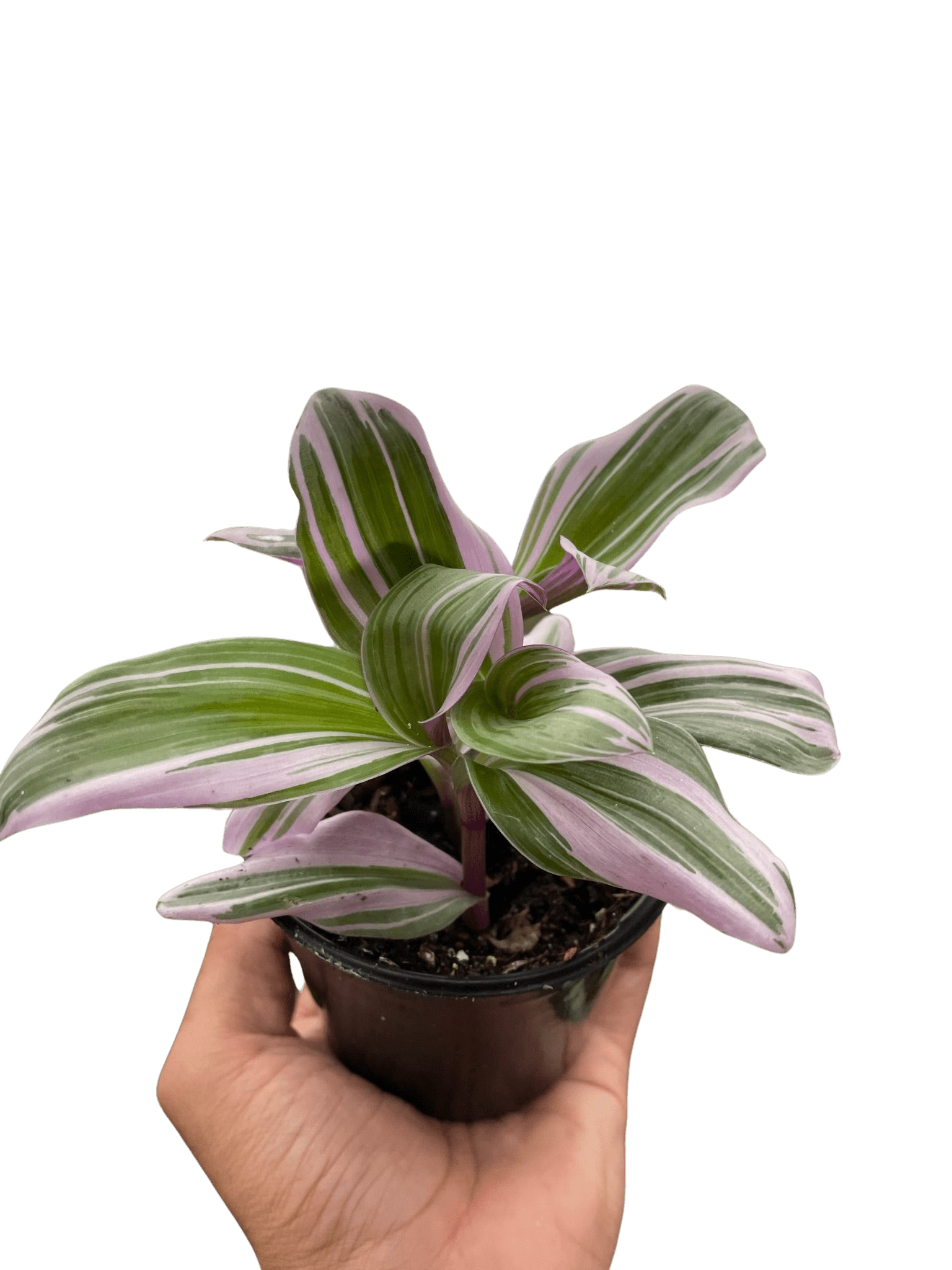 Tradescantia 'Nanouk' - TheHardenGarden