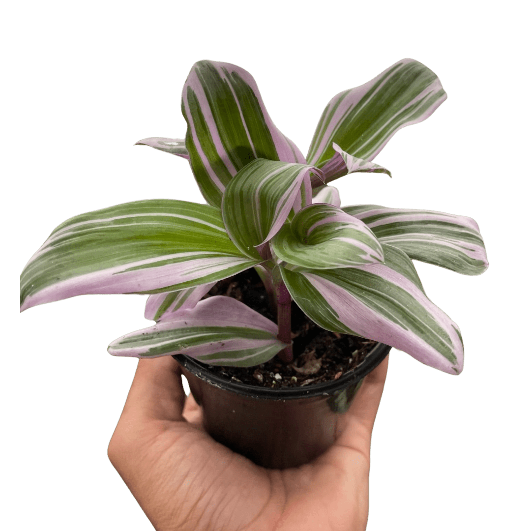 Tradescantia 'Nanouk' - TheHardenGarden