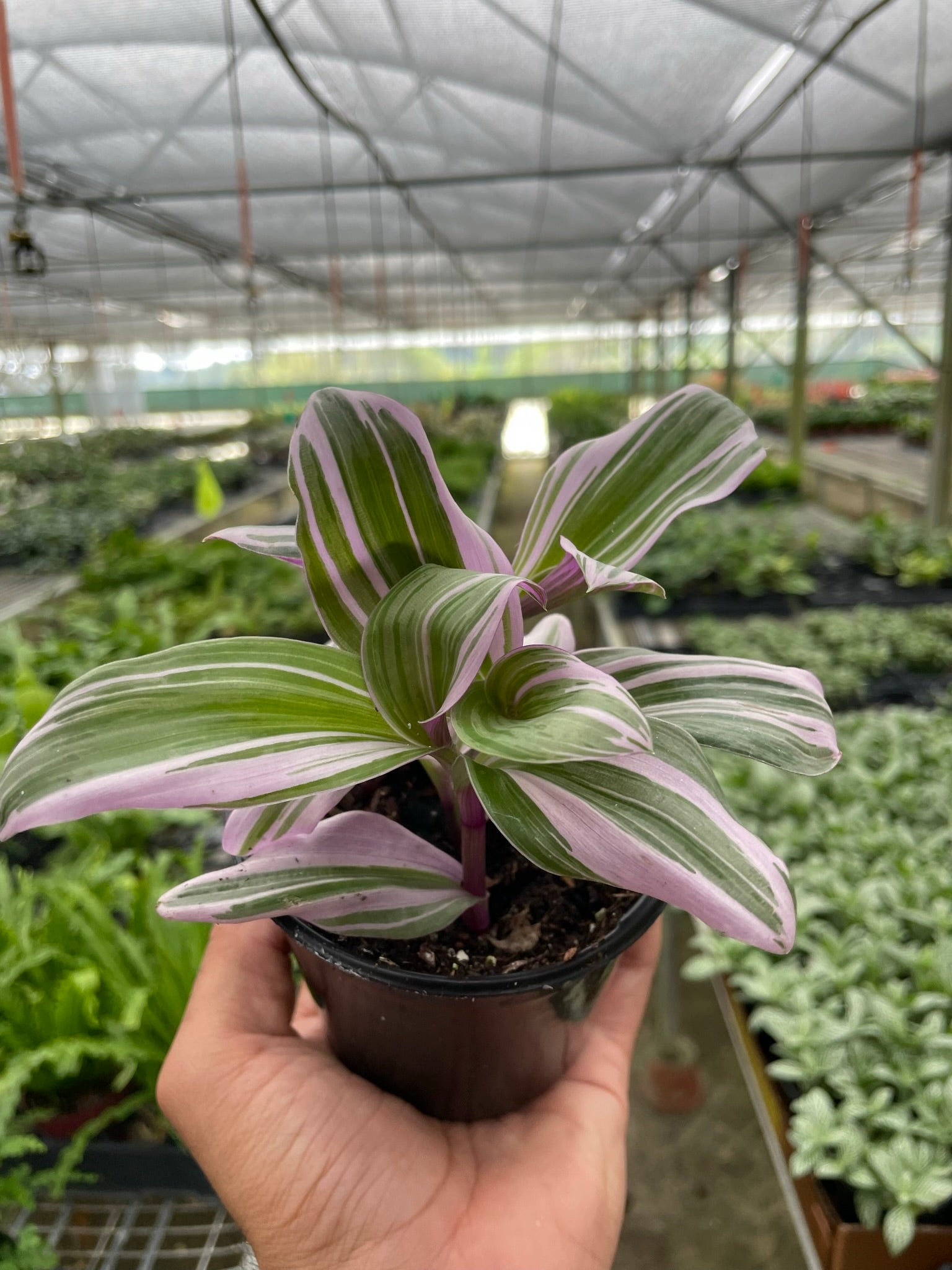 Tradescantia 'Nanouk' - TheHardenGarden