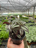 Tradescantia Zebrina 'Wandering Dude' - TheHardenGarden