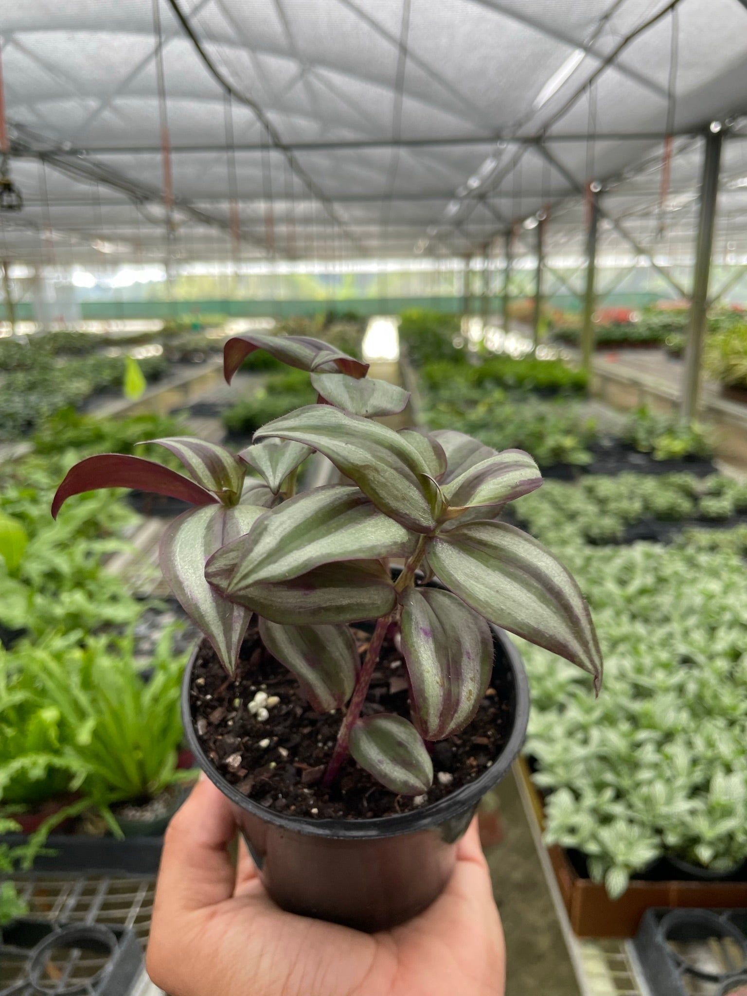 Tradescantia Zebrina 'Wandering Dude' - TheHardenGarden