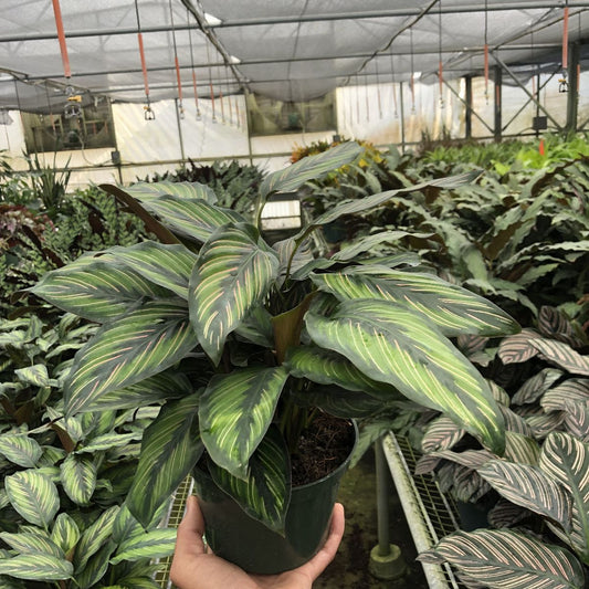 Calathea 'Beauty Star'