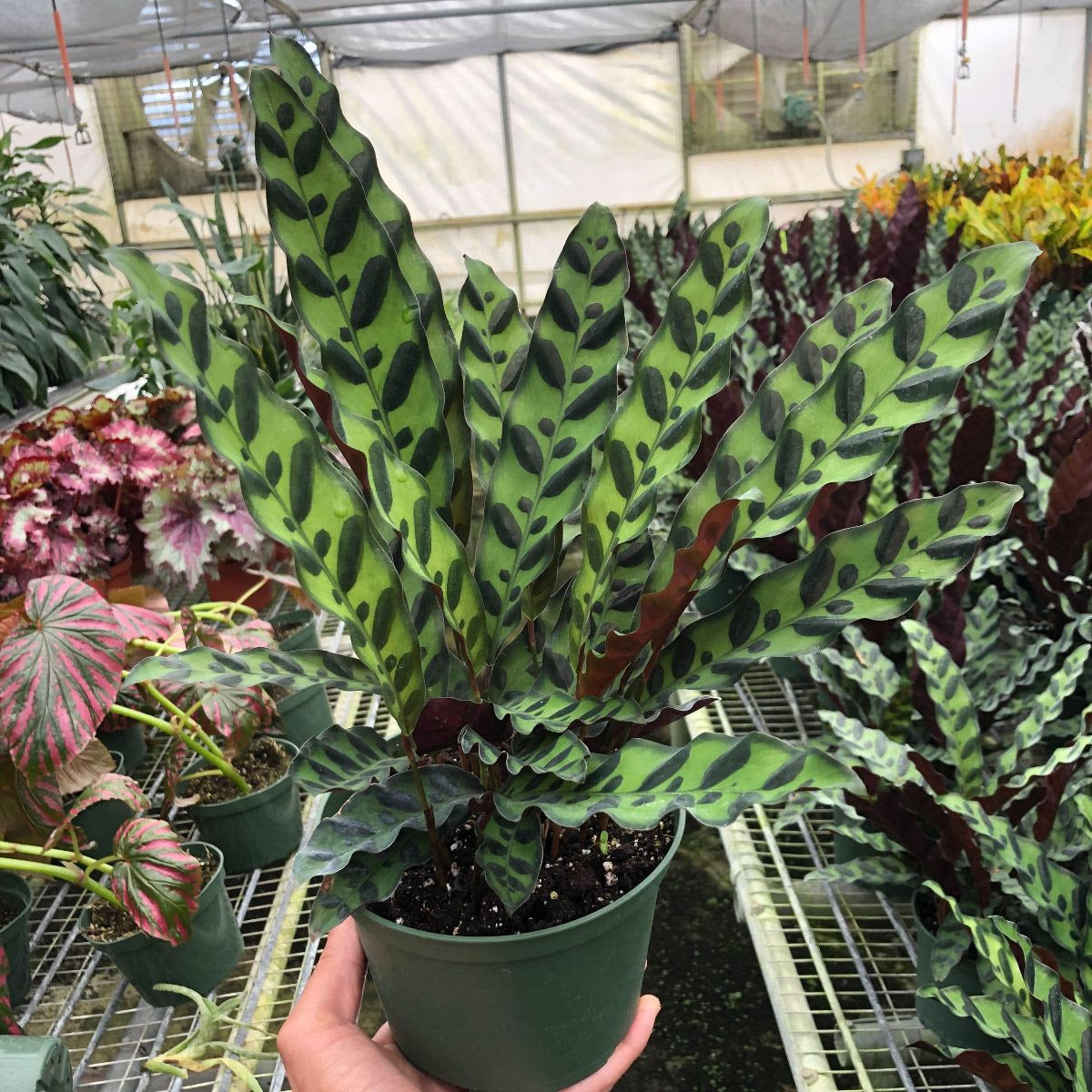 Calathea Lancifolia 'Rattlesnake'