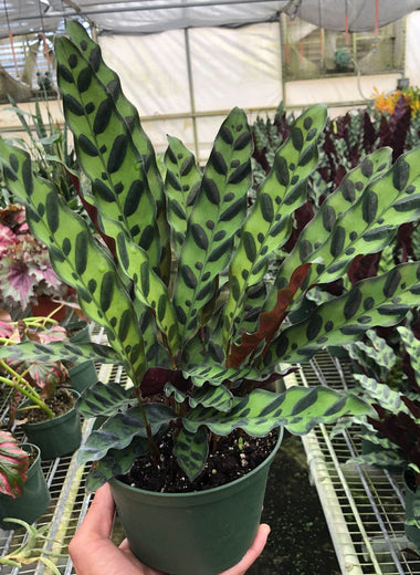 Calathea Lancifolia 'Rattlesnake'