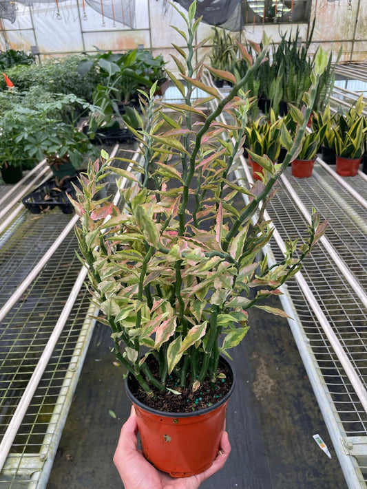 Variegated Devil's Backbone Euphorbia - TheHardenGarden