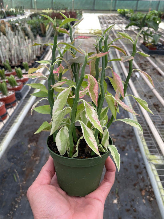 Variegated Devil's Backbone Euphorbia - TheHardenGarden