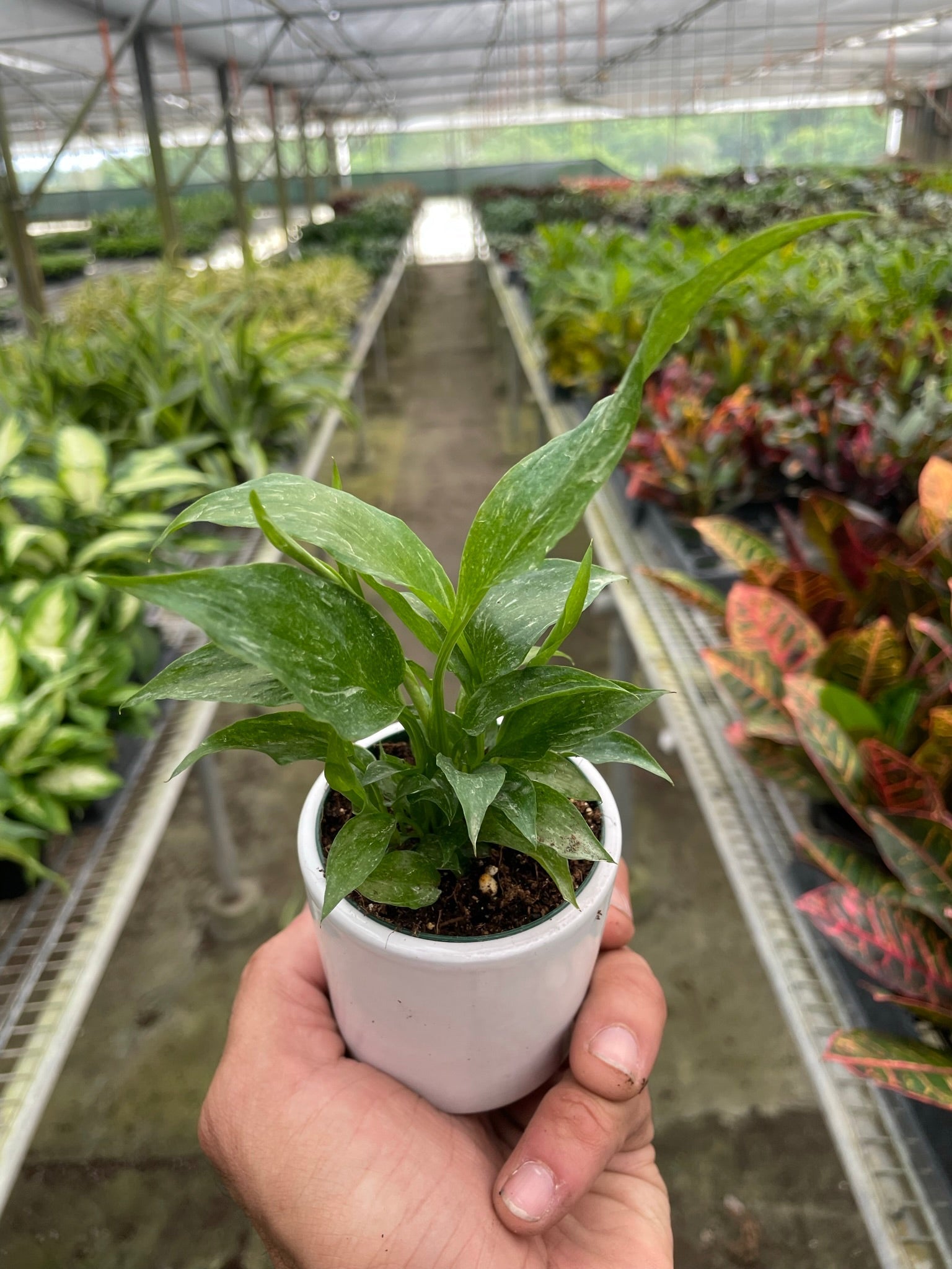 Variegated Spathiphyllum 'Domino' - TheHardenGarden