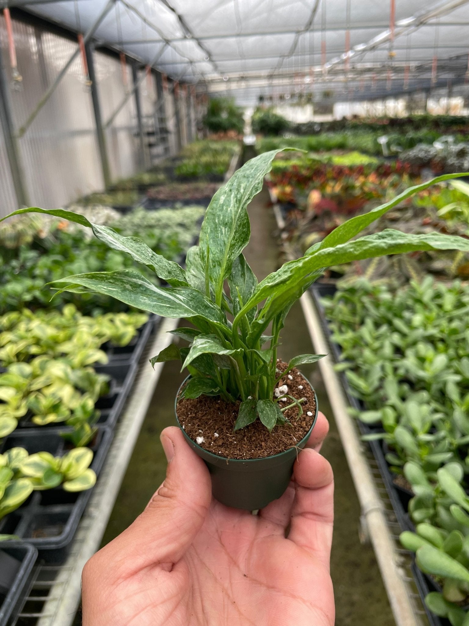 Variegated Spathiphyllum 'Domino' - TheHardenGarden