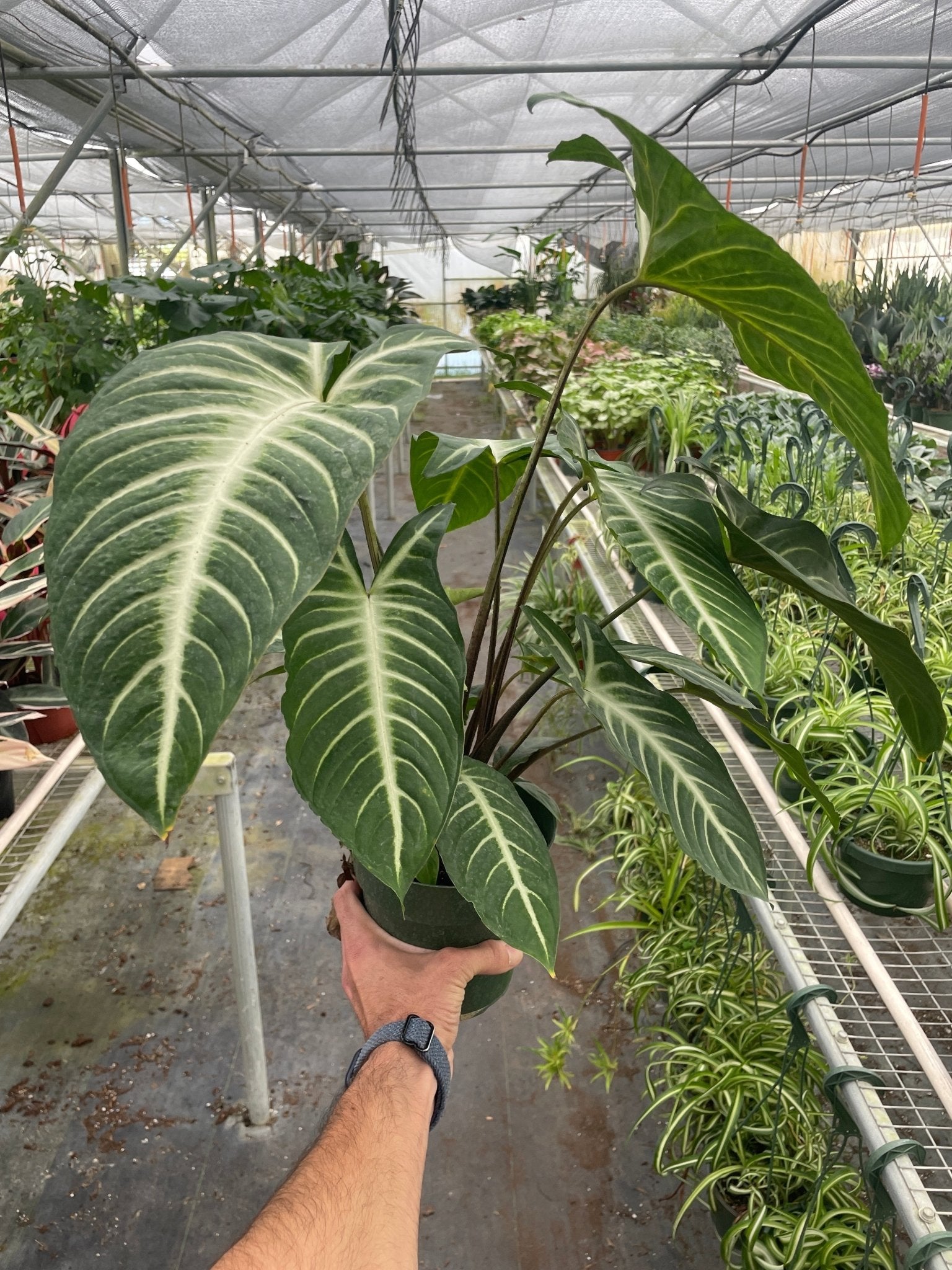 Xanthosoma 'Lendenii' - TheHardenGarden