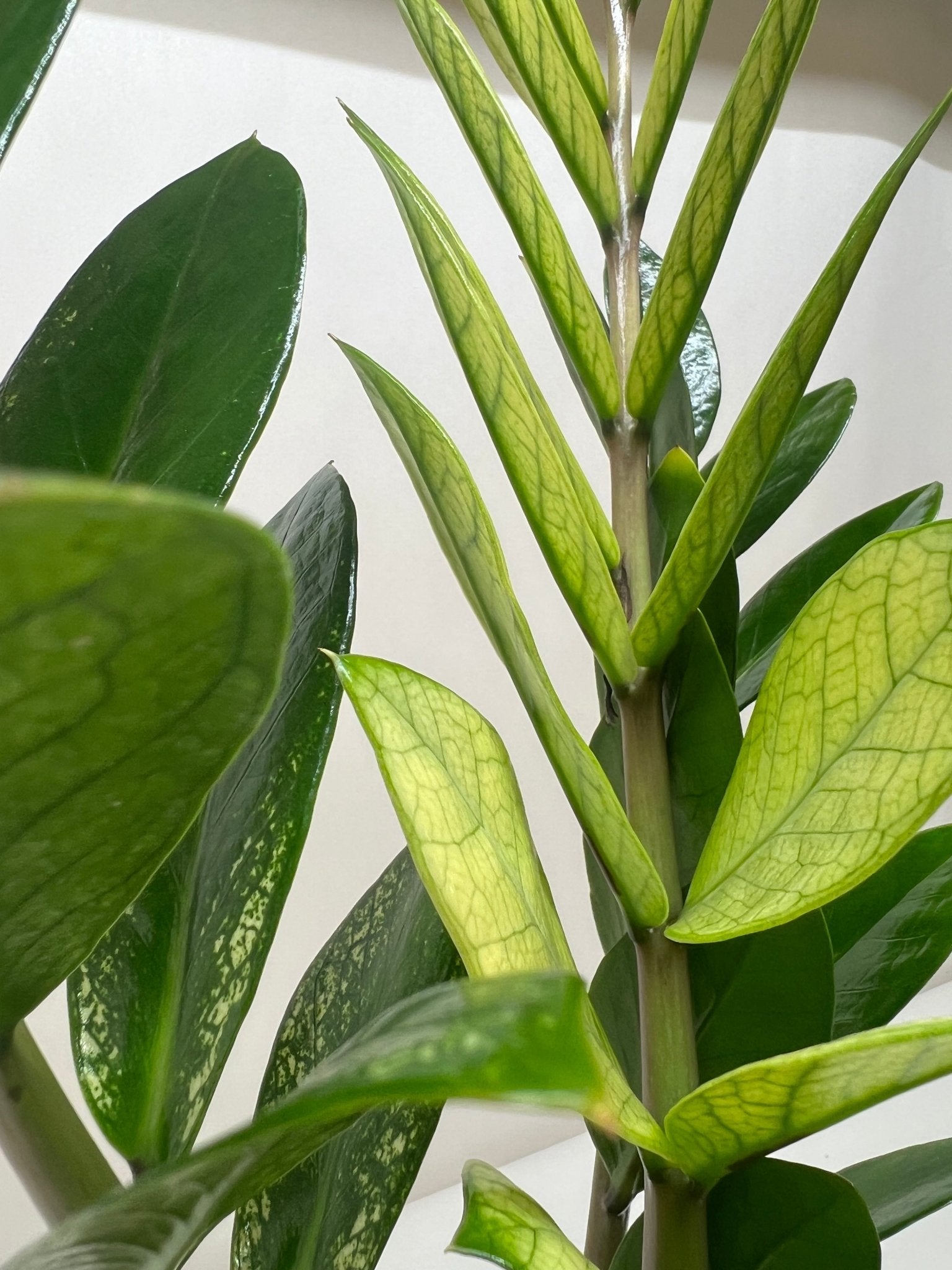 Zamioculcas 'Chameleon' - TheHardenGarden