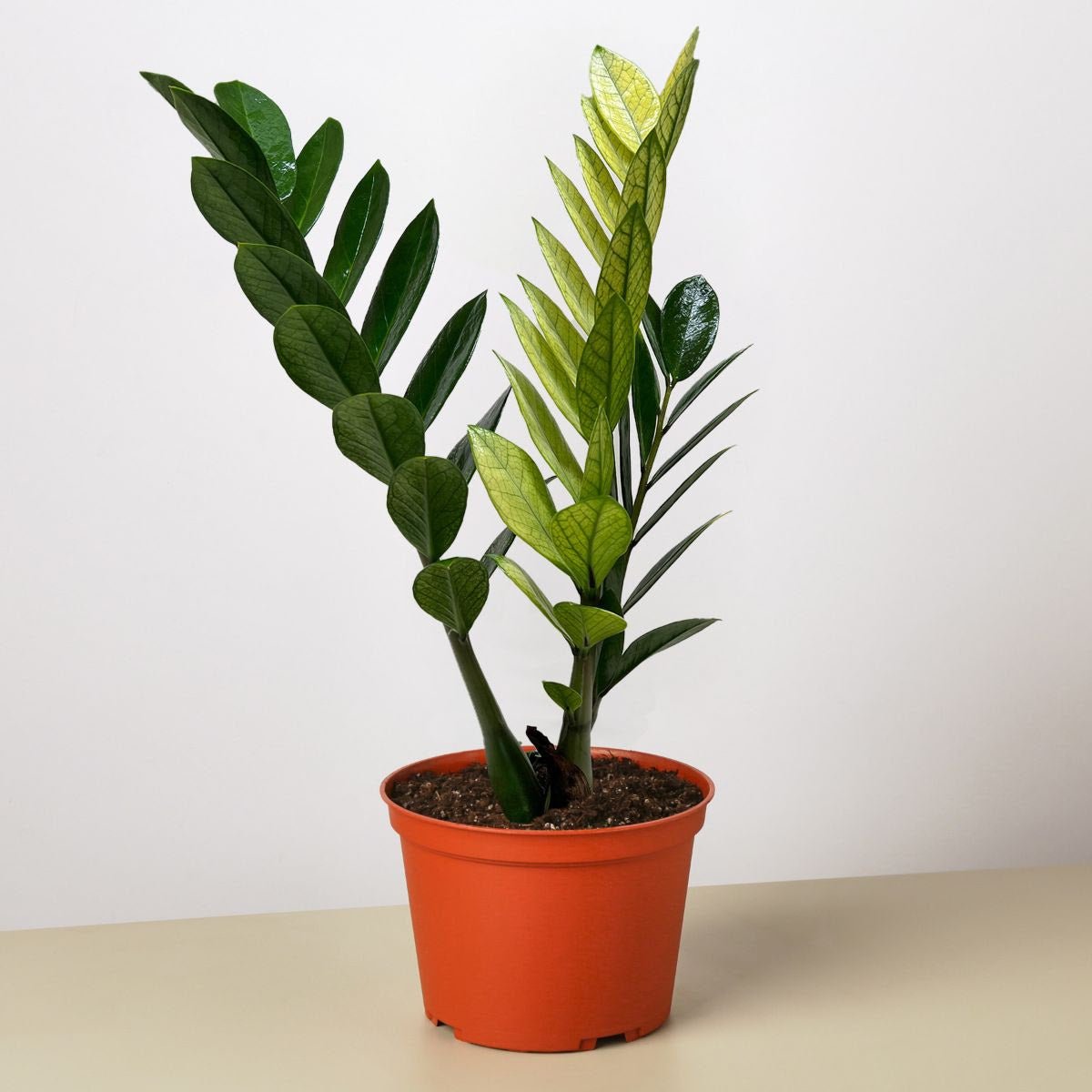 Zamioculcas 'Chameleon' - TheHardenGarden