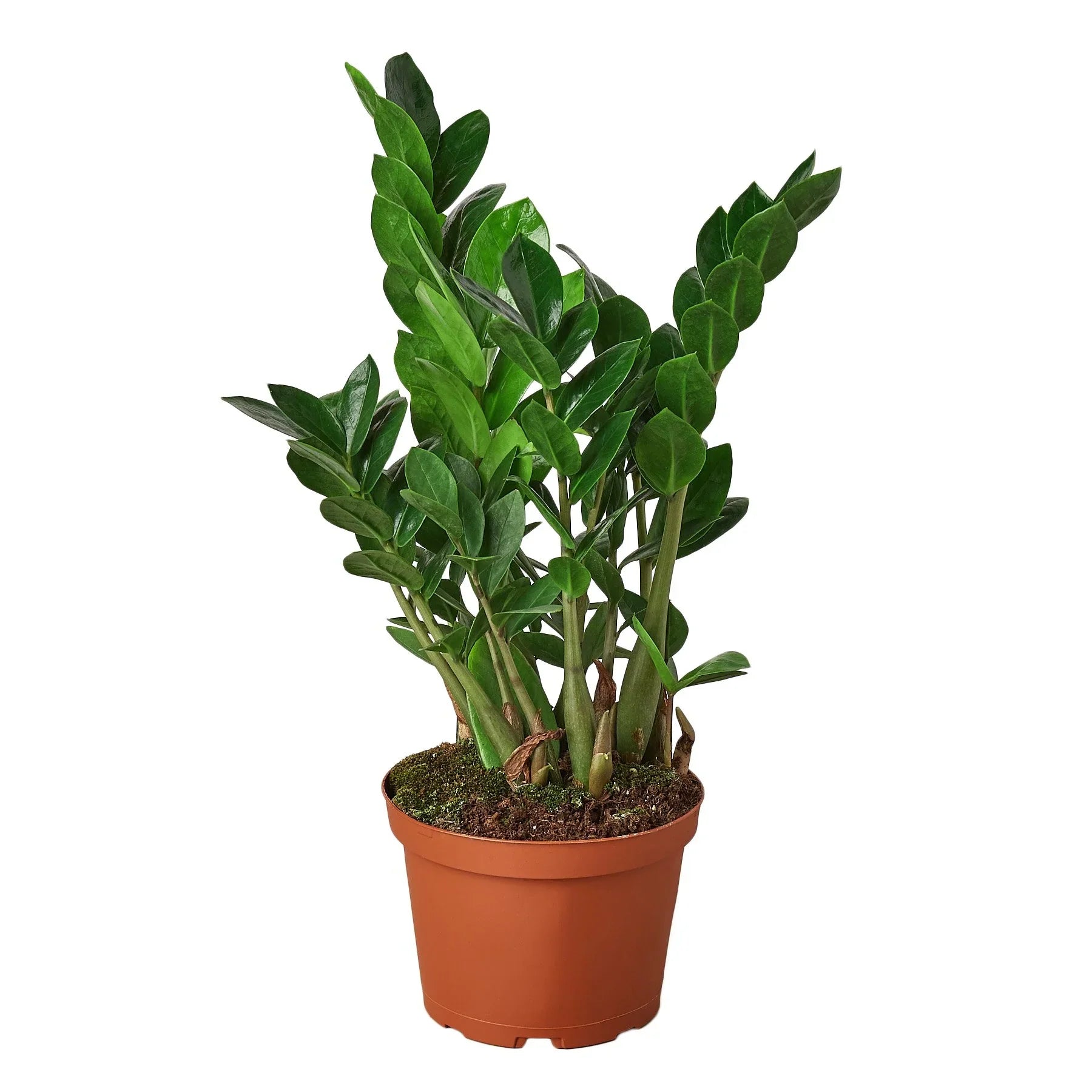 Zamioculcas Zamiifolia ZZ - TheHardenGarden