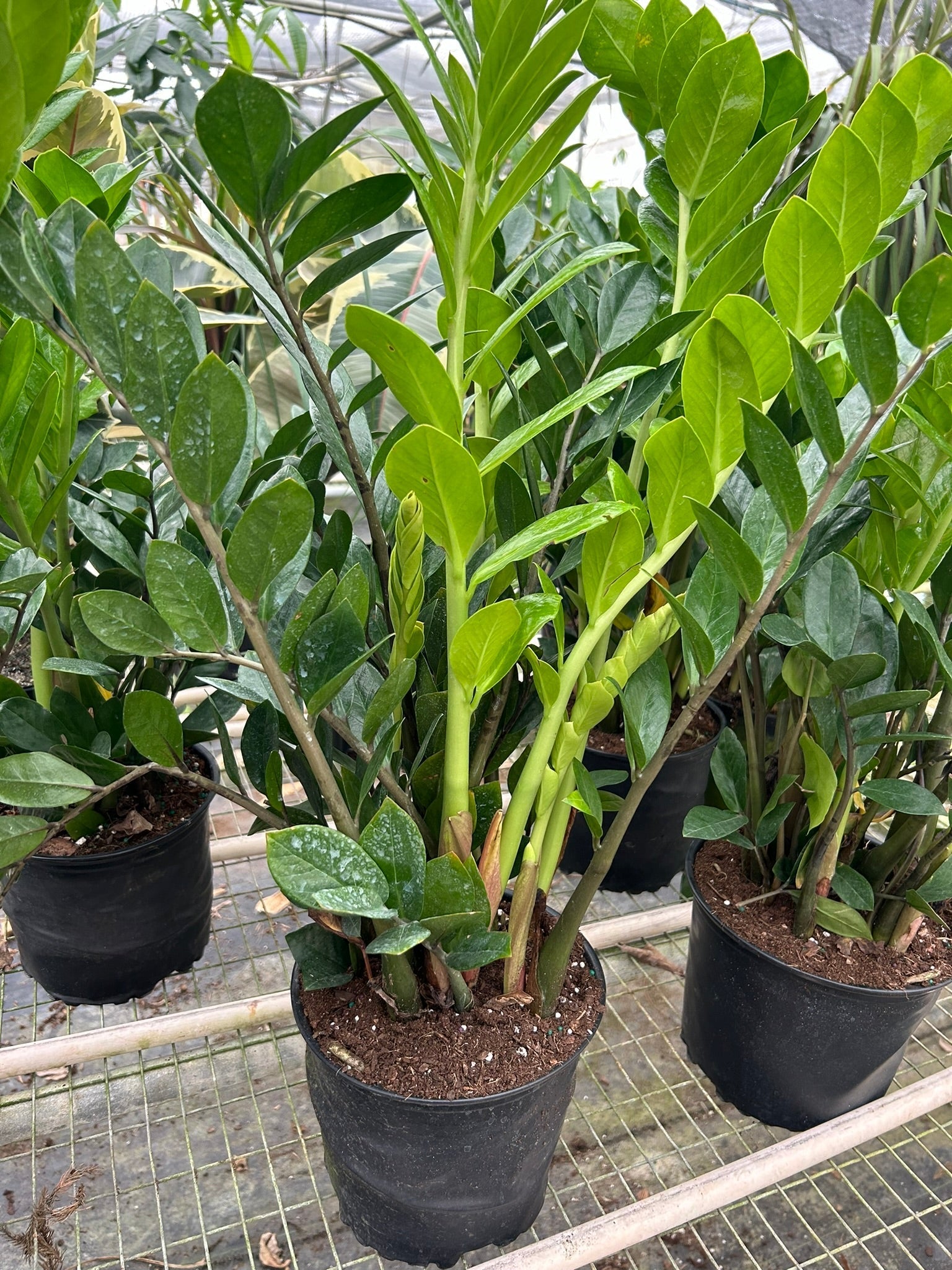 Zamioculcas Zamiifolia ZZ - TheHardenGarden