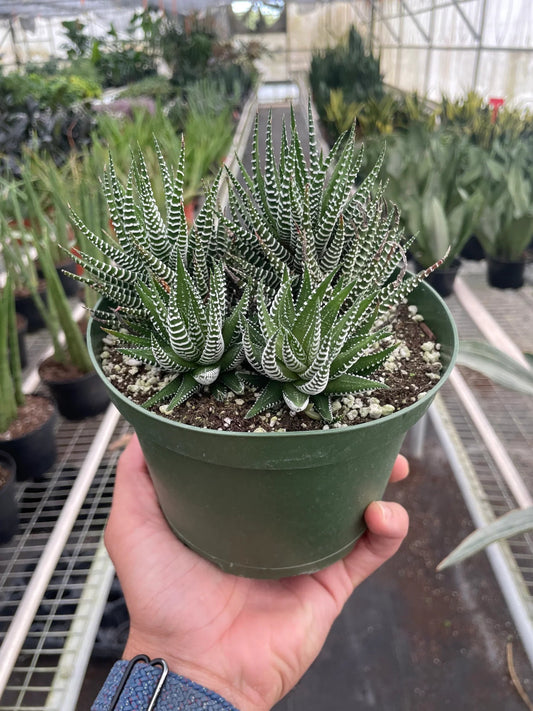 Zebra Succulent - TheHardenGarden