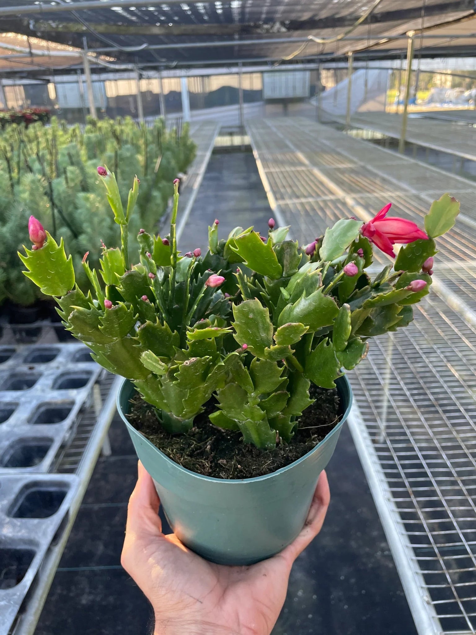 Zygocactus 'Christmas Cactus' - TheHardenGarden