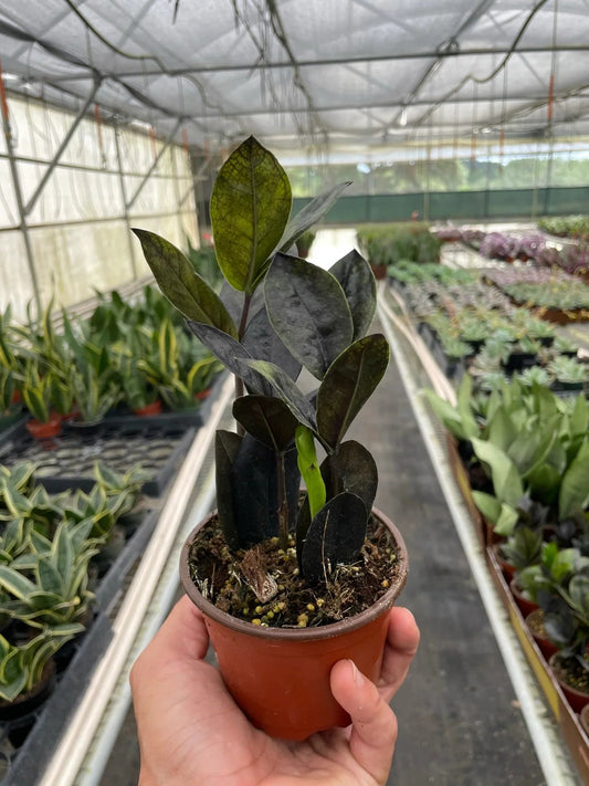 ZZ Zamioculcas 'Black Queen' - TheHardenGarden