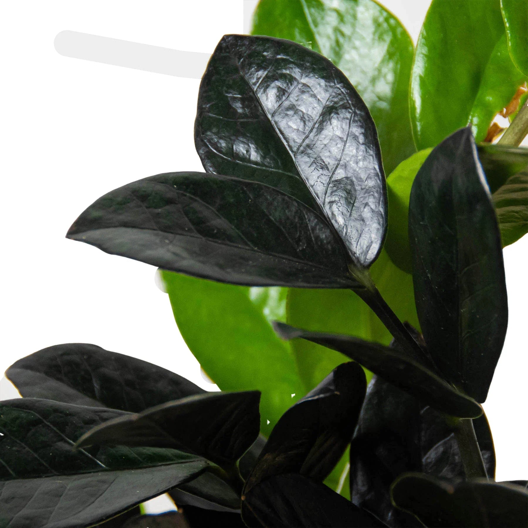 ZZ Zamioculcas 'Black Queen' - TheHardenGarden