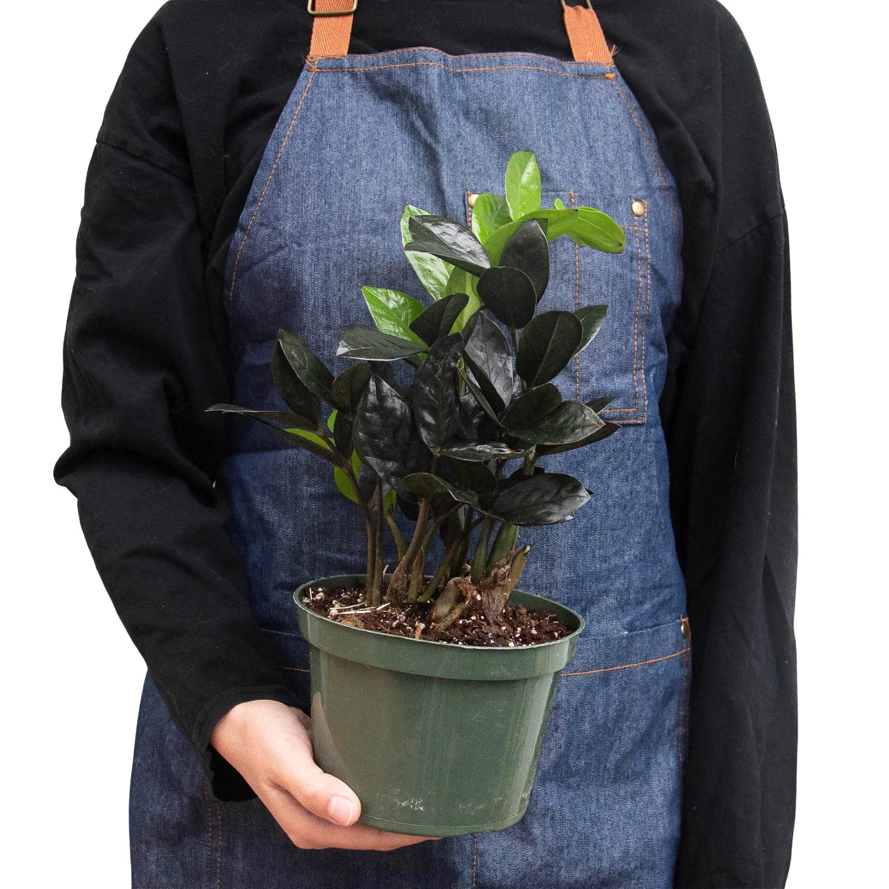 ZZ Zamioculcas 'Black Queen' - TheHardenGarden