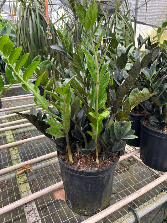 ZZ Zamioculcas 'Black Queen' - TheHardenGarden