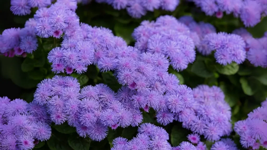 How to Grow Ageratum (Flossflower) for Vibrant Borders & Beds