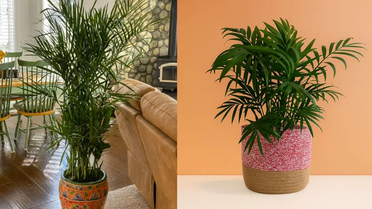 Bamboo Palm Plant: The Perfect Green Companion for Fresh, Healthy Living
