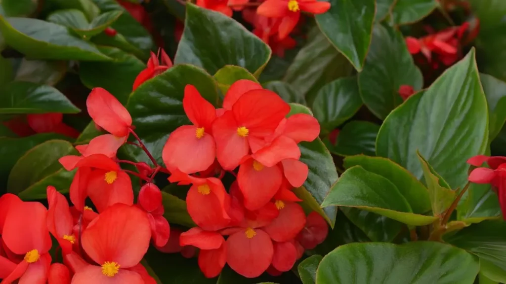 How Often Should You Water Begonias?