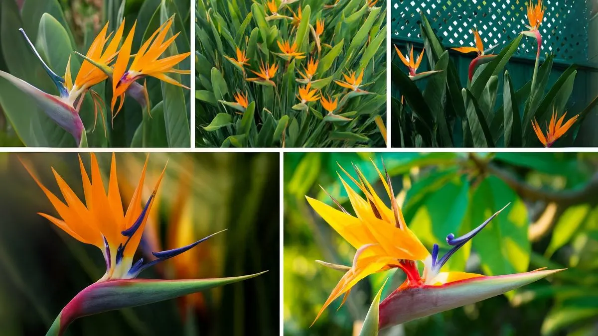 5 Gorgeous Bird of Paradise Plants That Bring the Tropics Home