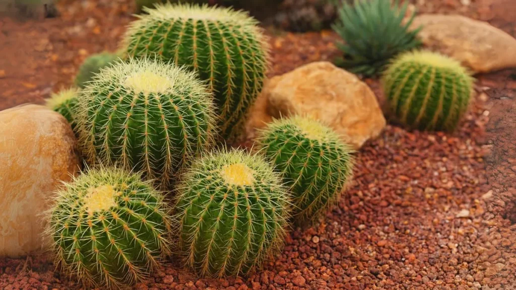 How Long Can Cacti Go Without Water?