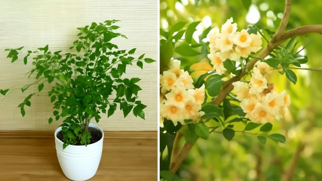 China Doll Plant: A Stylish Evergreen for Modern Homes