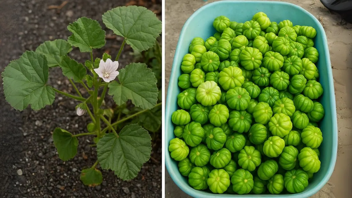 Dwarf Mallow – The Forgotten Healer in Your Backyard