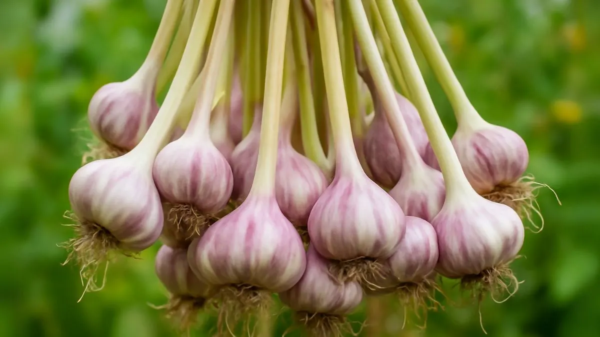Why Gardeners Plant Garlic in September