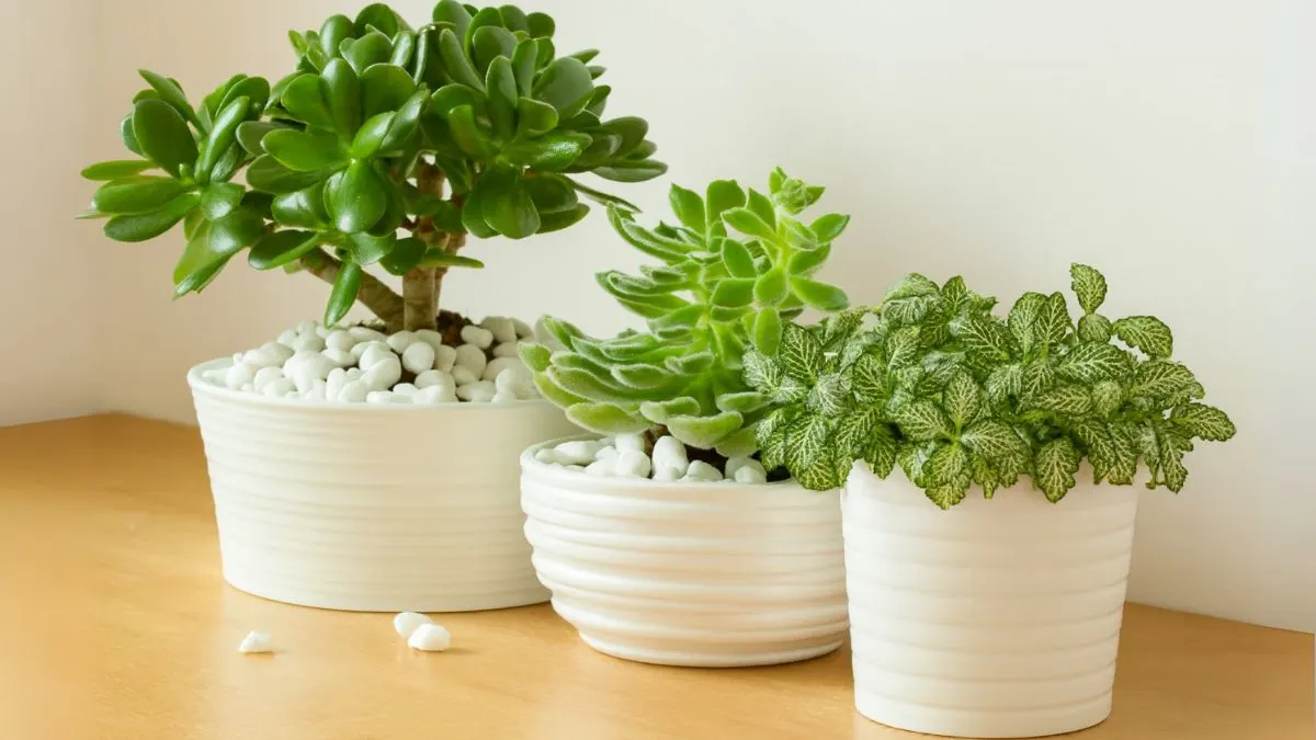 Indoor Succulents: Care, Watering, Light & Secrets You Must Know
