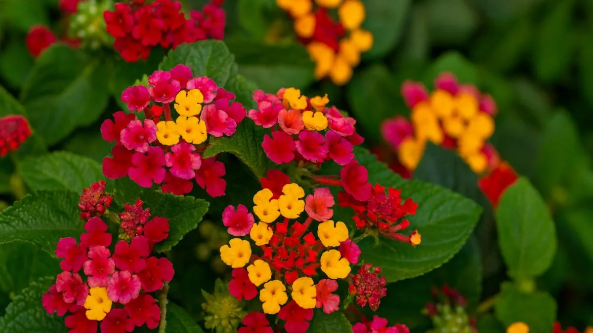 Lantanas Watering Secrets: Keep These Colorful Blooms Thriving All Summer