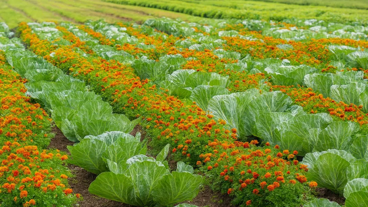 Plant Marigolds in Your Veggie Garden and Watch What Happens