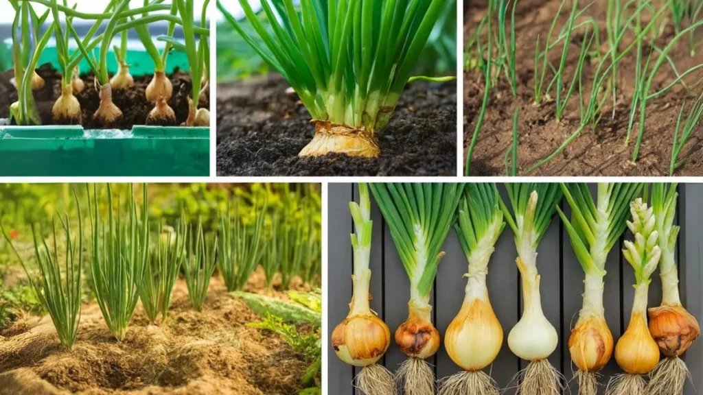 Step-by-Step Guide to Planting Onion Sets for Big Harvests