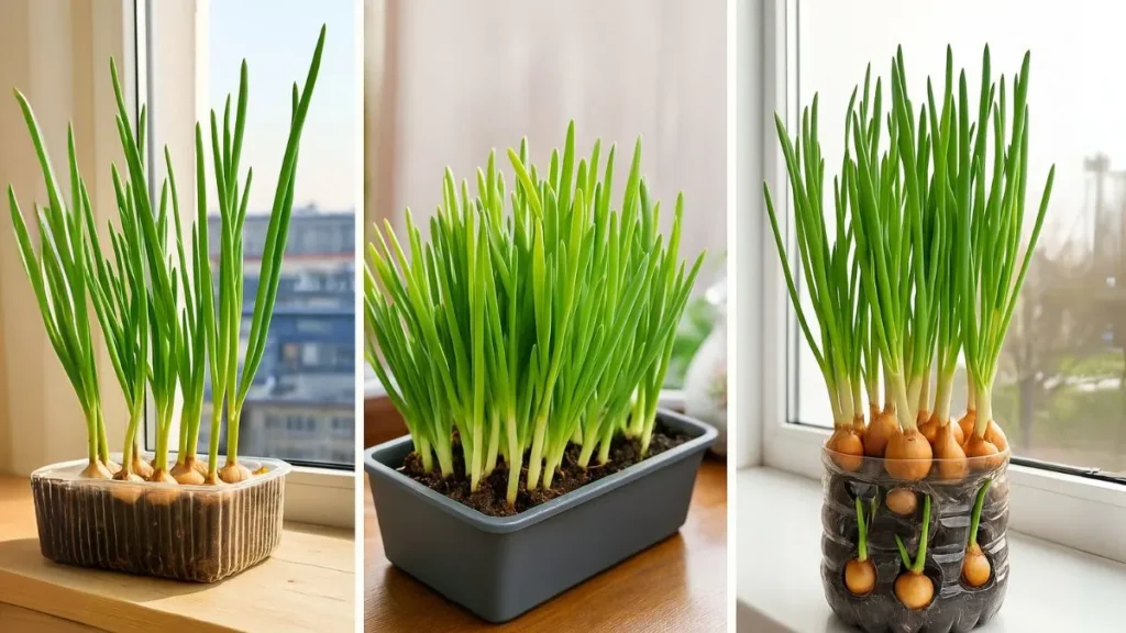 How to Grow Onions on a Window Sill and Never Run Out Again