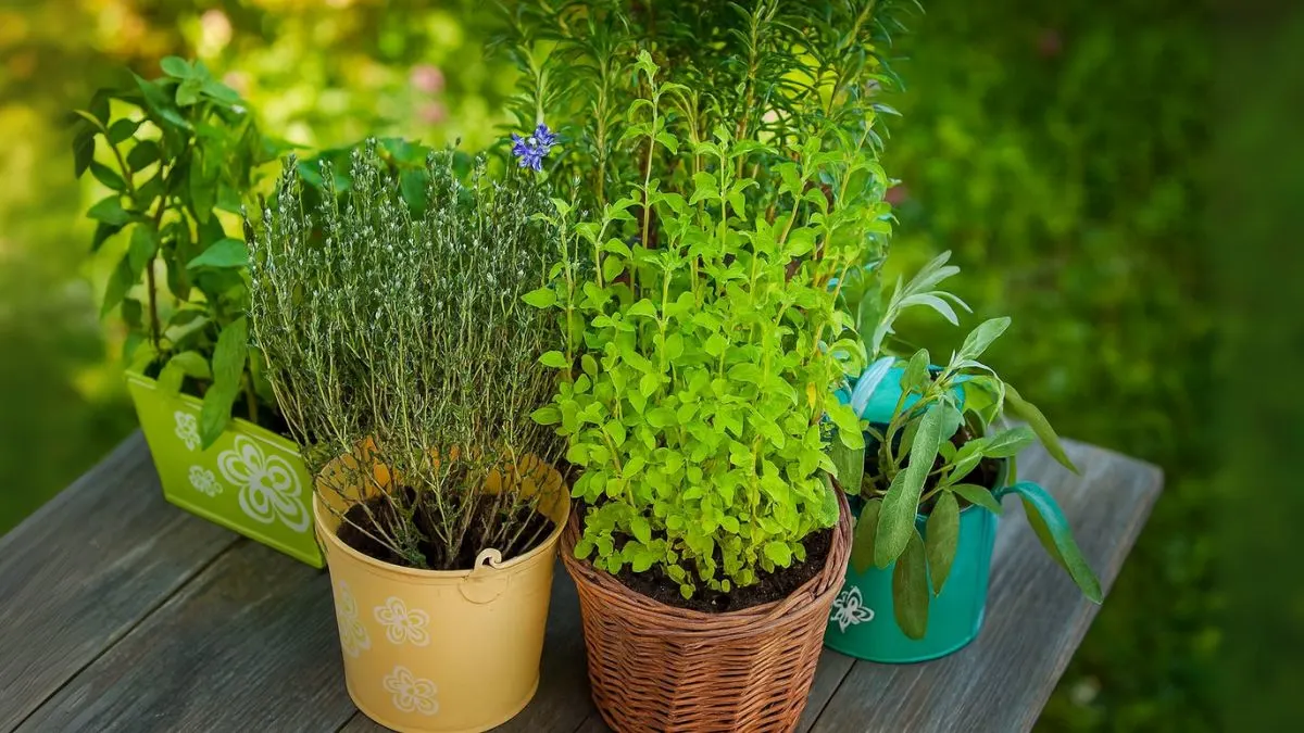 6 Perennial Herbs for Endless Harvest