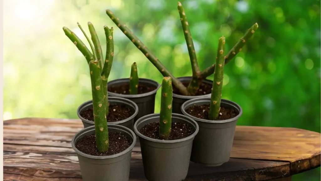 How to Grow Plumeria Cuttings Successfully