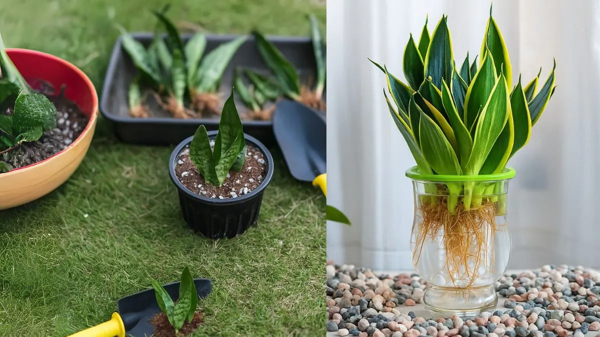 Propagating Snake Plants in Water & Soil—Which Works Best?