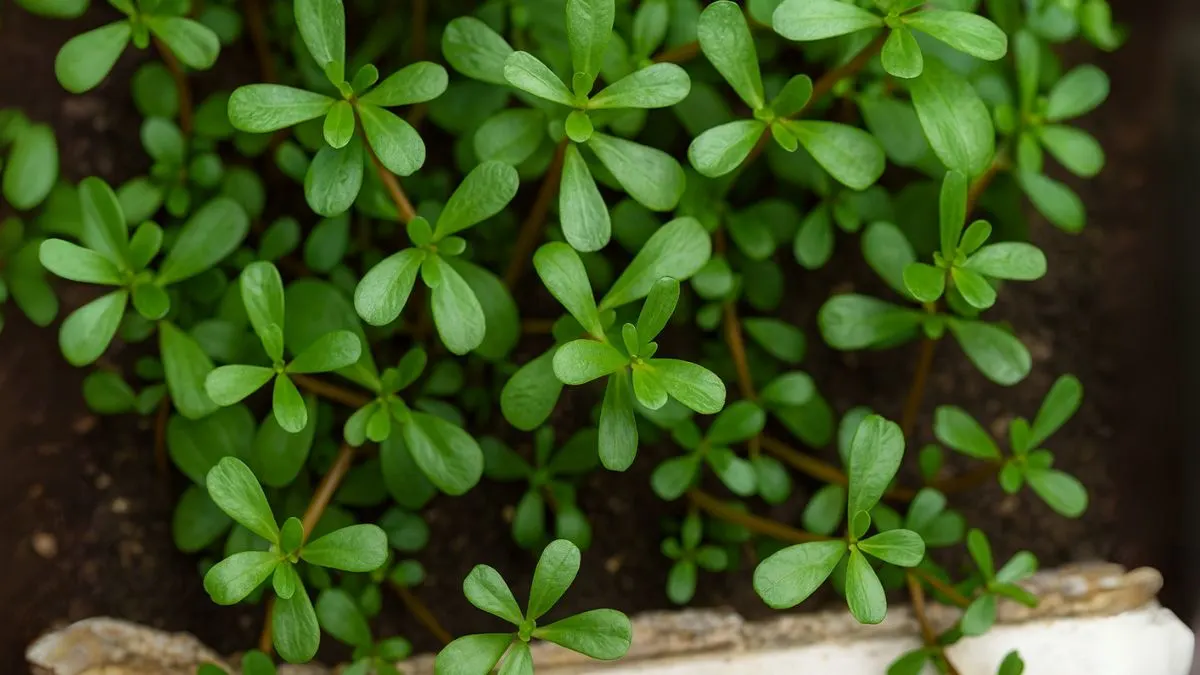 From Heart Health to Glowing Skin: What Purslane Does to Your Body