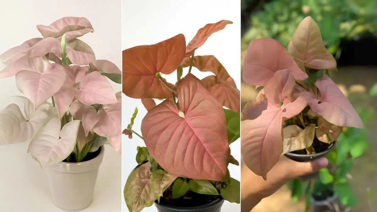 How to Grow and Care for the Syngonium Pink Plant at Home