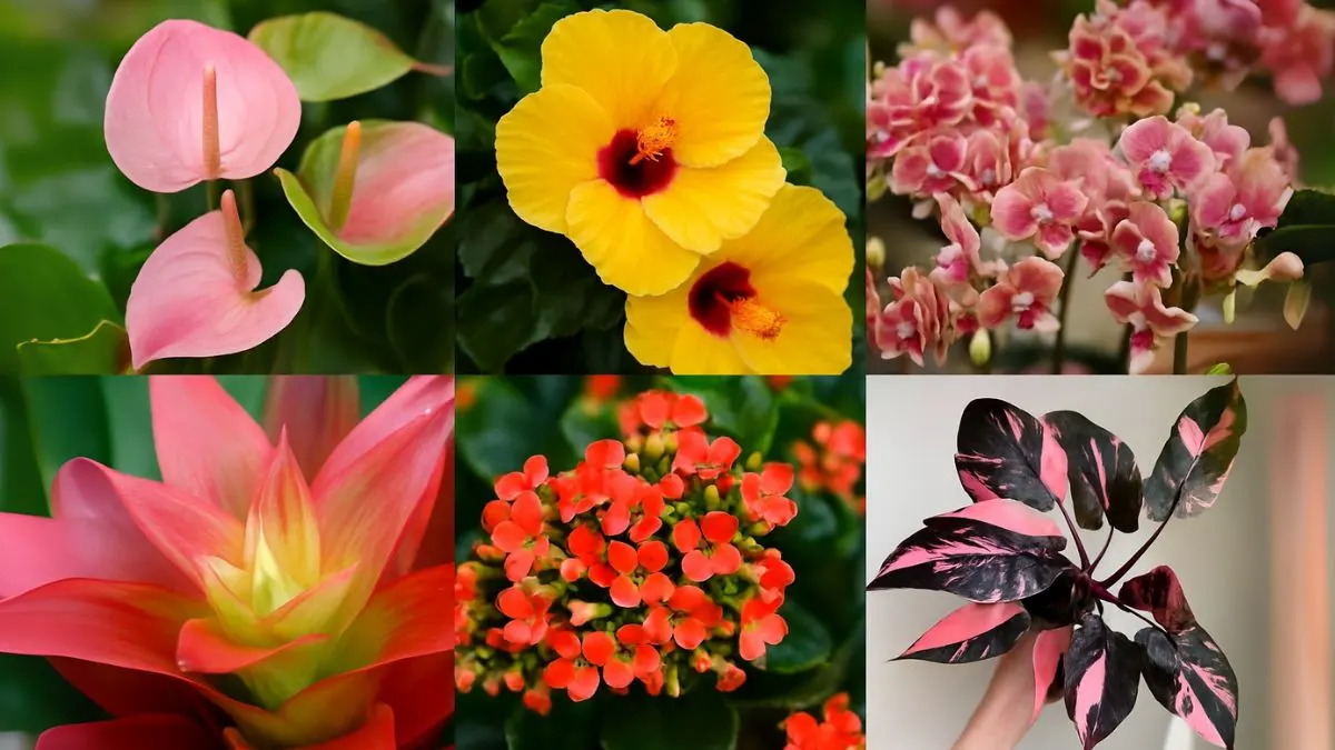 6 Stunning Exotic Flowering Houseplants for a Tropical Vibe