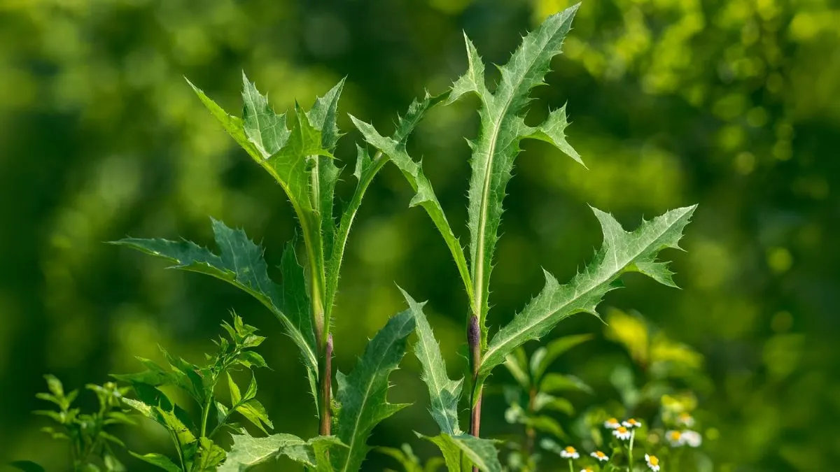 Wild Lettuce: Nature’s Calm Healer and Wart Fighter