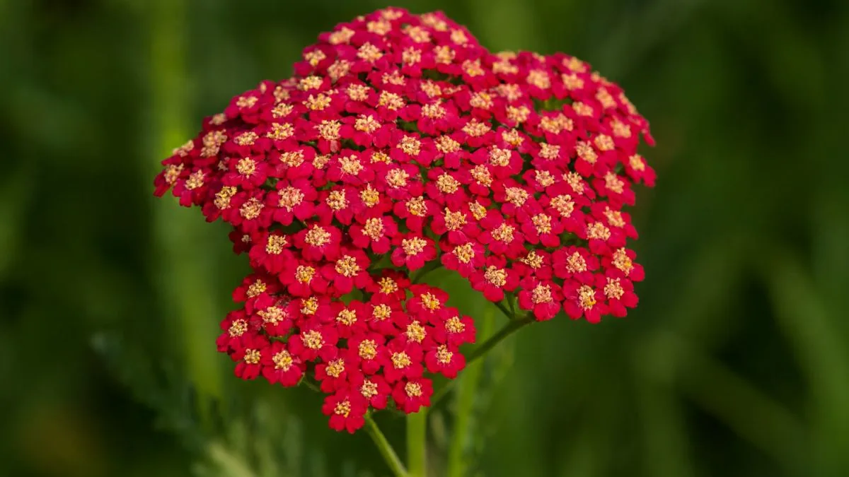 The Many Uses and Benefits of Yarrow