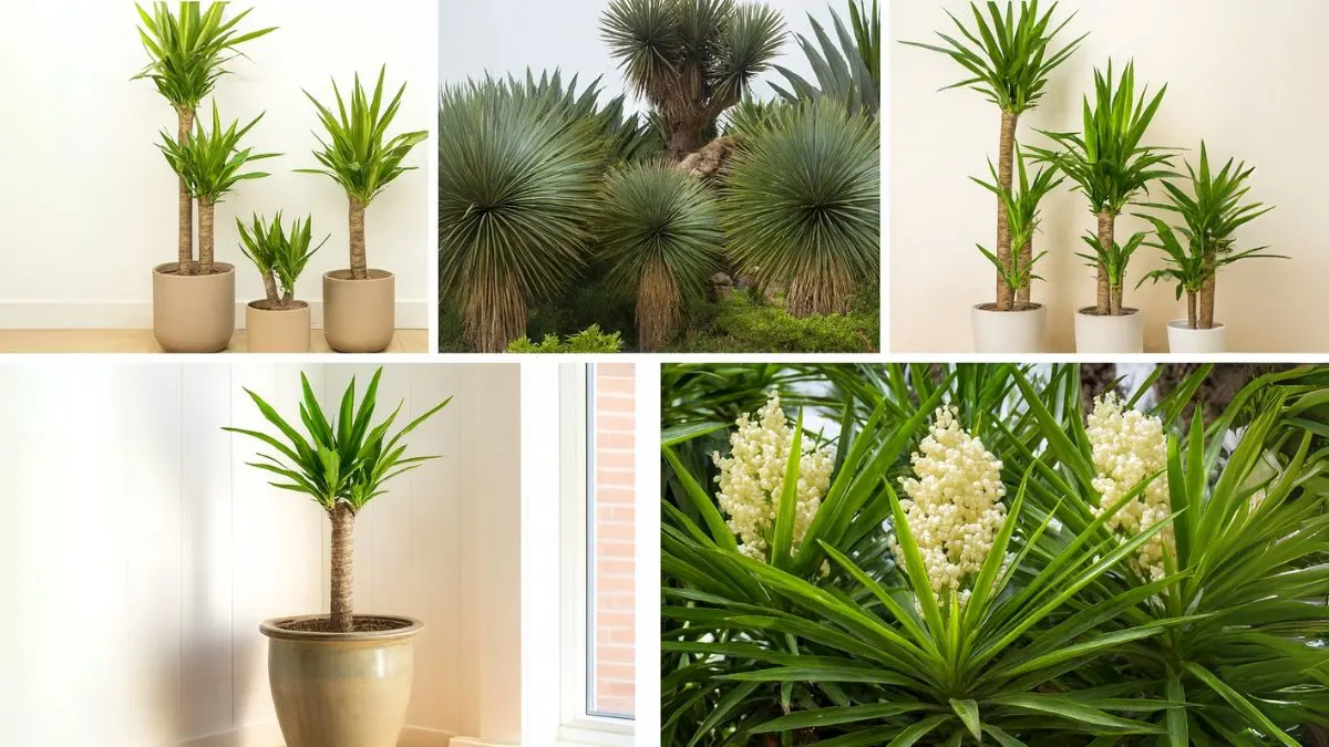 5 Stunning Yucca Plants to Elevate Your Indoor Garden