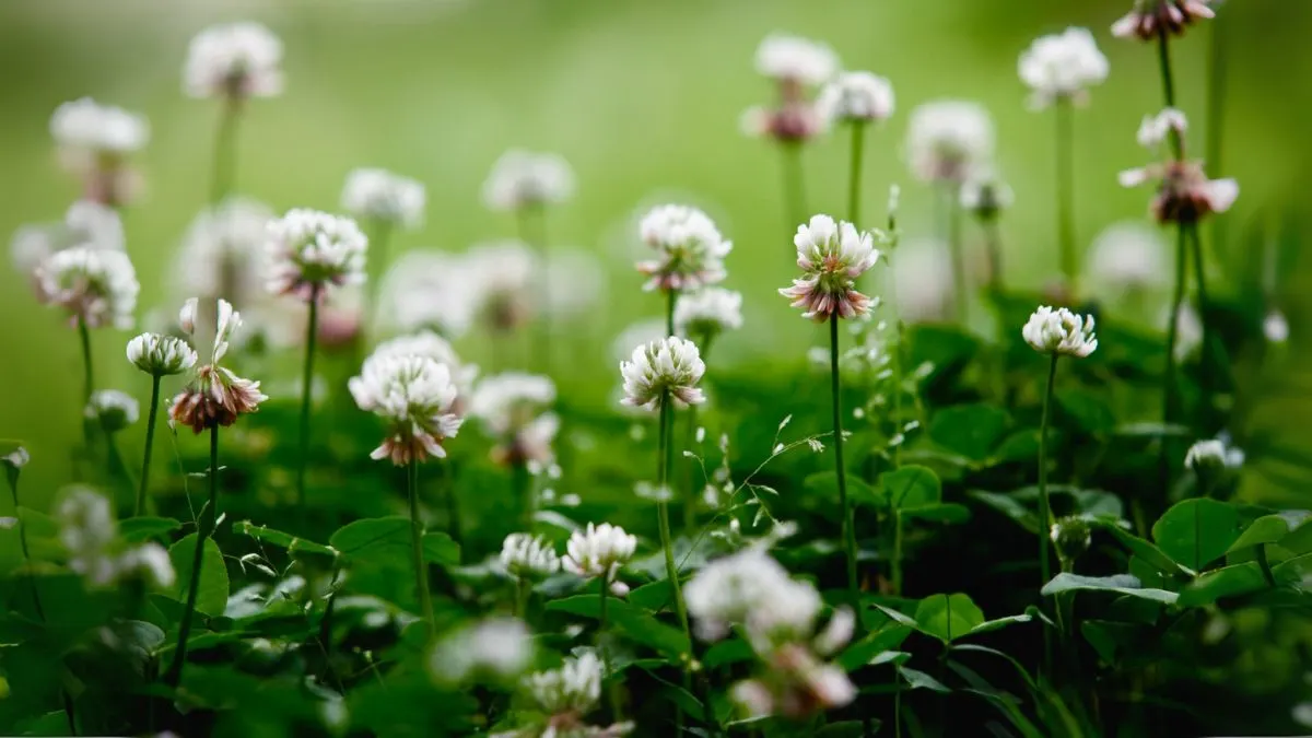 White Clover Secrets: Why This “Weed” Is a Lawn Saver and Natural Remedy